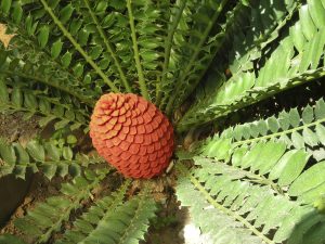 Encephalartos - 1