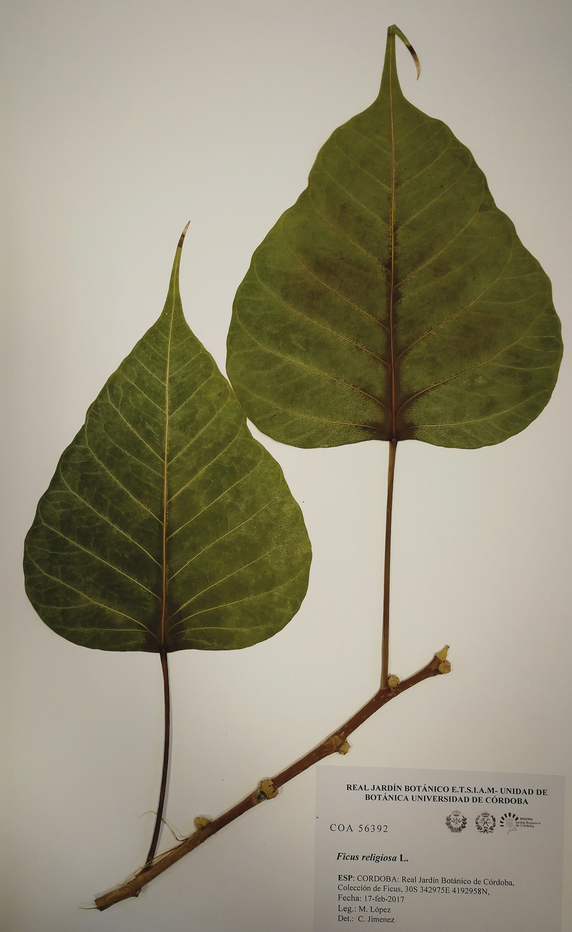 Ficus - 4 - Religiosa-red