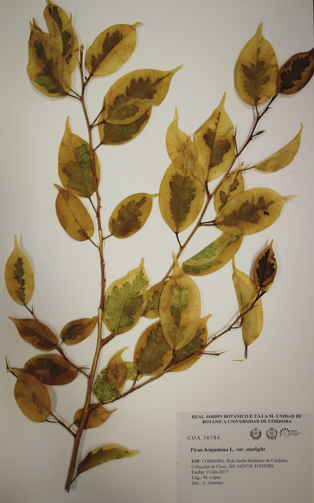 Ficus - Benjamina-red - 1