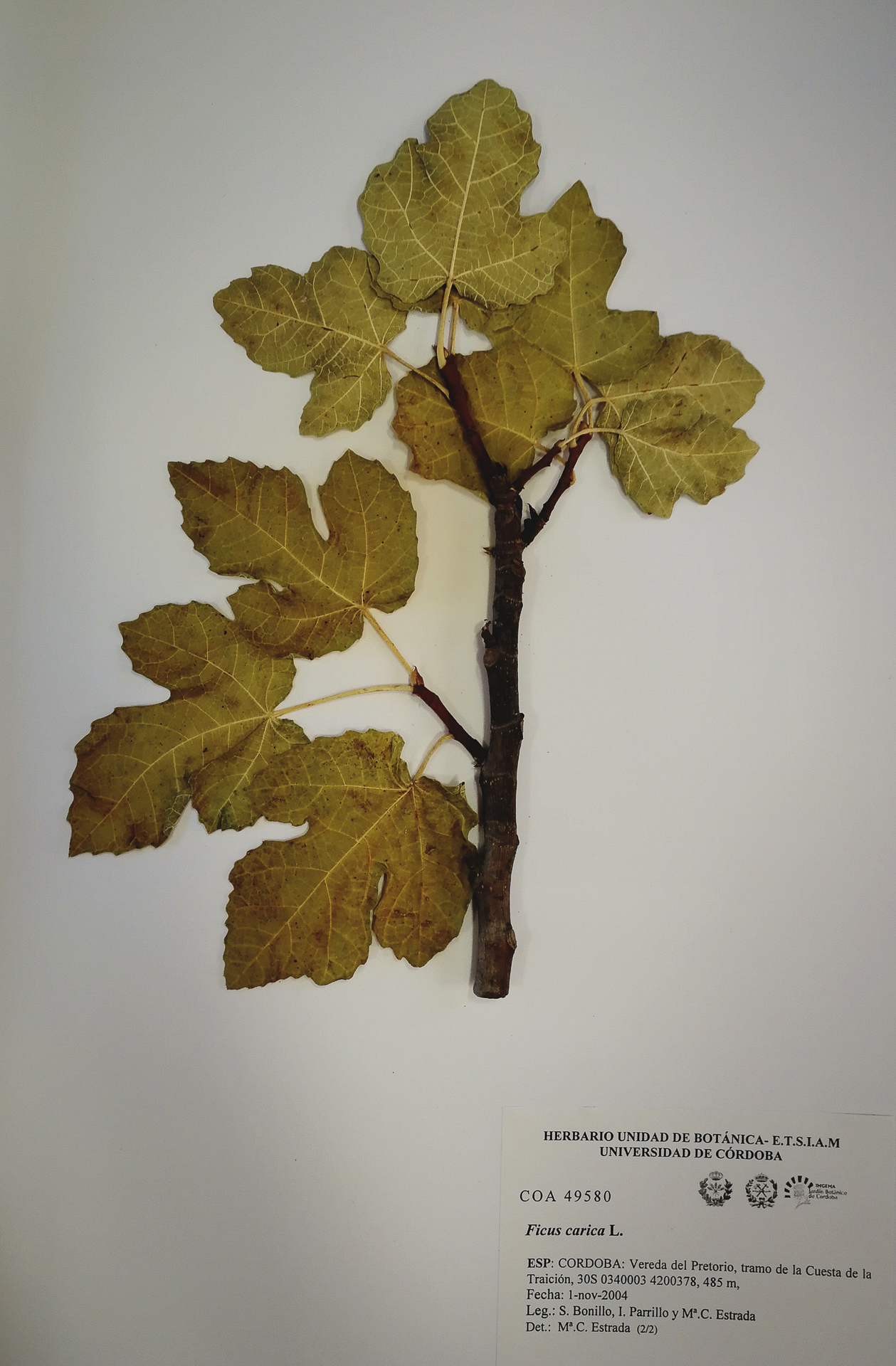 Ficus - Carica-red - 9