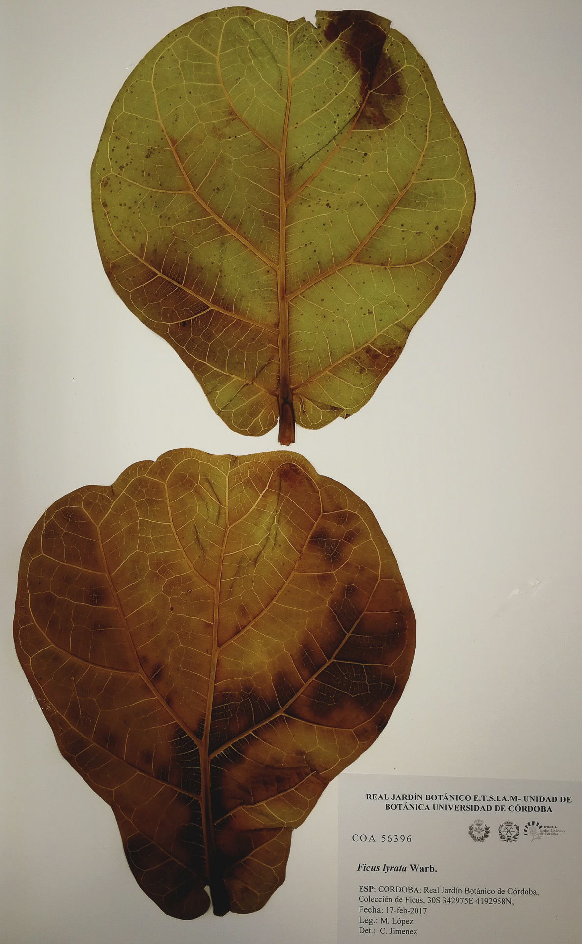 Ficus - Lyrata-red - 2