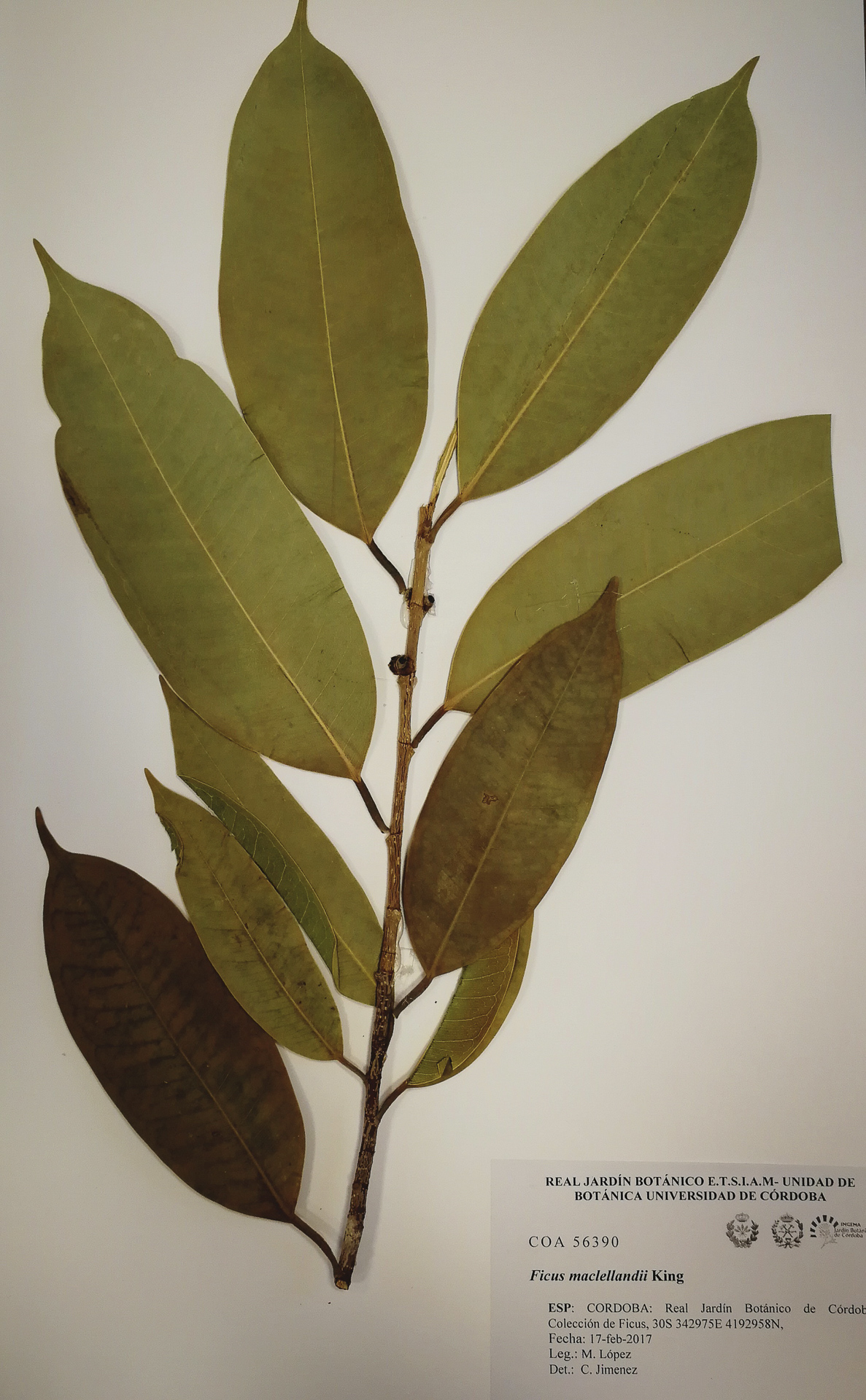Ficus - Maclellandii - 3