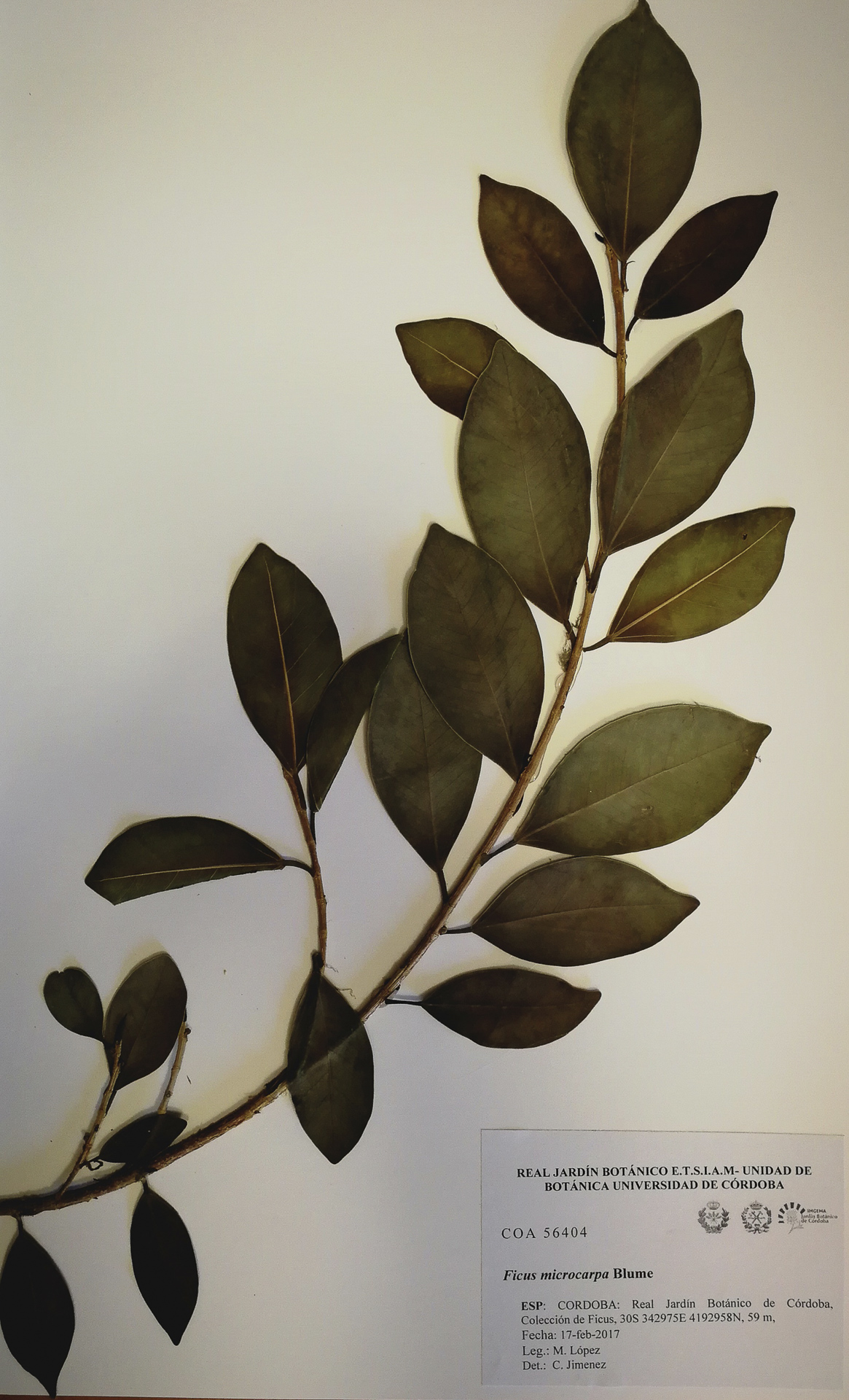 Ficus - Microcarpa-red - 8