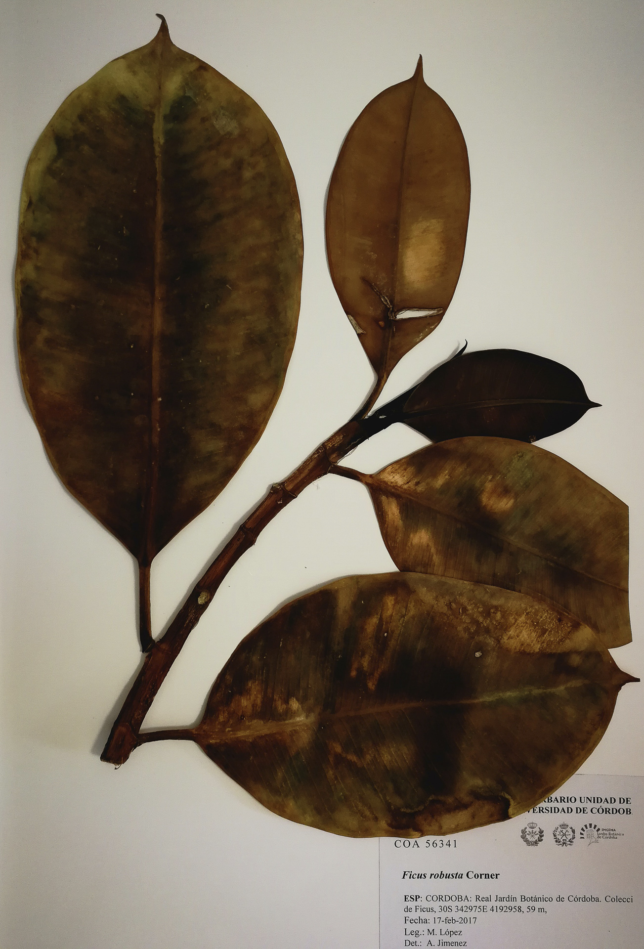 Ficus - Robusta-red - 5