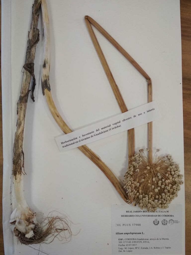 Herbario COA - Material para edición de un libro