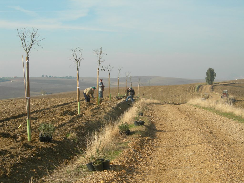 Actuaciones Realizadas 1 - Diversificación del Paisaje Agrario