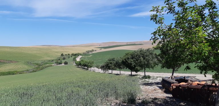 Actuaciones Realizadas - Diversificación del Paisaje Agrario (2)