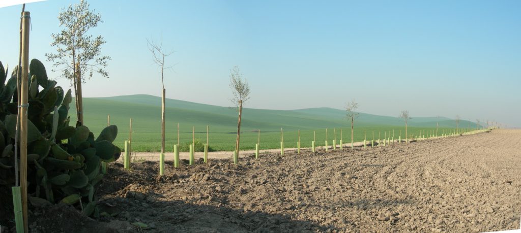 Actuaciones Realizadas - Torreadalid - Diversificación del Paisaje Agrario