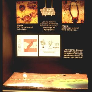 Museo Paleobotánico (5)