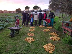 Recolecta de patatas - Huertos Urbanos- Jardín Botánico de Córdoba