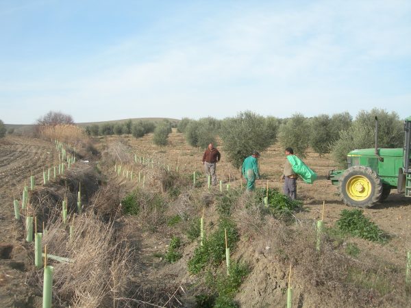 6 - Diversificación del Paisaje Agrario