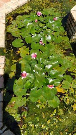 Del Cloro a la Biodiversidad - 2 Nenúfares jardinería