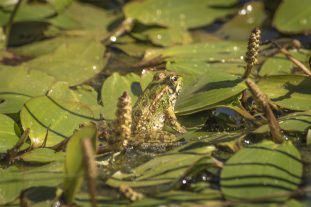 Del Cloro a la Biodiversidad - 4 Pelophylax perezi