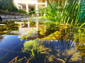 Del Cloro a la Biodiversidad - 6 Myriophyllum spicatum