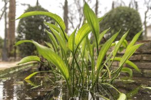 Del Cloro a la Biodiversidad - 6a Alisma lanceolatum