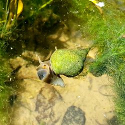 Del Cloro a la Biodiversidad - 8 Limnea sp. superficie