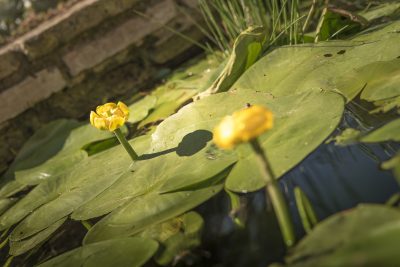 Del cloro a la biodiversidad (10)