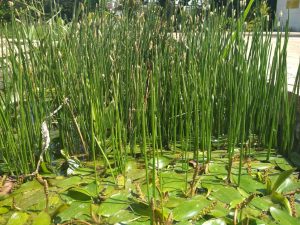 Eleocharis palustris - Del Cloro a la Biodiversidad