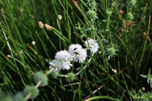 Menta cervina - Del Cloro a la Biodiversidad