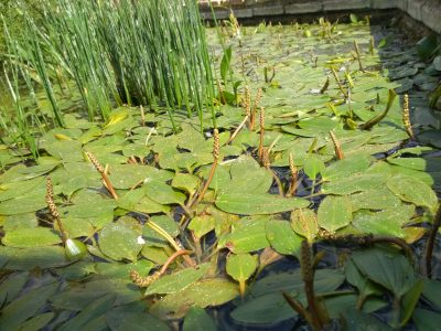 Plantas acuáticas - Broza de agua Potamogeton - 6