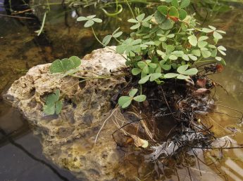 Plantas acuáticas - Helecho Marsilea strigosa - 10