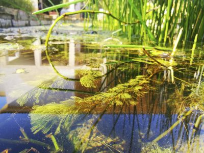 Plantas acuáticas - Myriophyllum en fuente central - 7